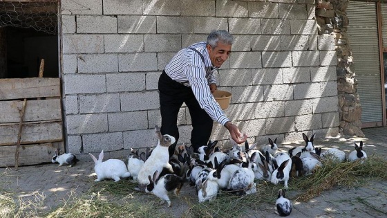 Tavşan yetiştirme hobisi ekmek kapısı oldu