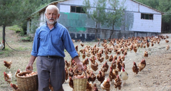 Tavukların efendisi!..