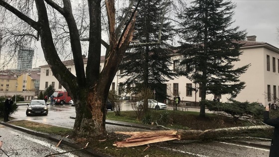 TBMM yerleşkesindeki bir ağaca yıldırım isabet etti