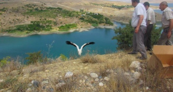 Tedavi edilen leylekler doğaya bırakıldı