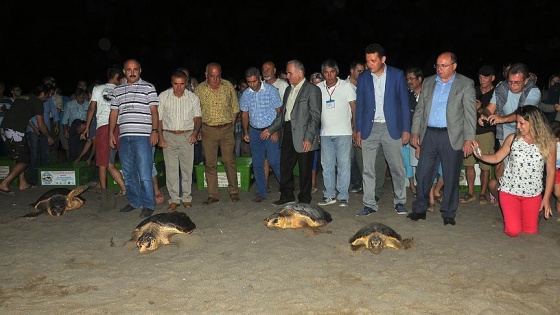 Tedavileri biten 'caretta caretta'lar denize kavuştu