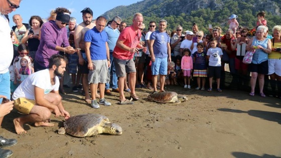 Tedavileri tamamlanan caretta carettalar denize bırakıldı