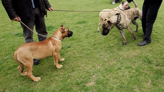 Tehlikeli köpek besleyene 16 bin lira ceza