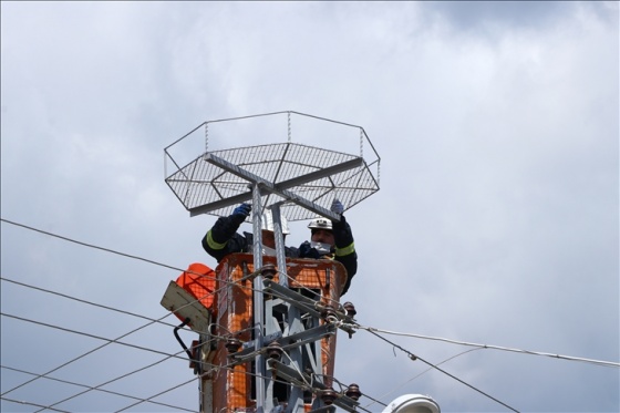 Tekirdağ'da leyleklerin akıma kapılmaması için elektrik direklerine özel platformlar kuruluyor