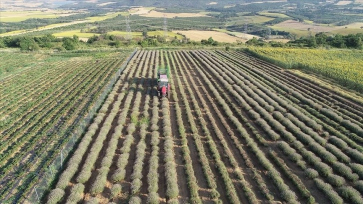 Tekirdağ'da lavanta tarlalarında hasat başladı