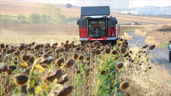 Tekirdağ'da yerli tohumdan üretilen ayçiçeği hasadı yapıldı