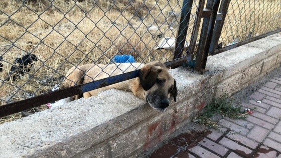 Tel örgü ile duvar arasına sıkışan köpeği itfaiye kurtardı