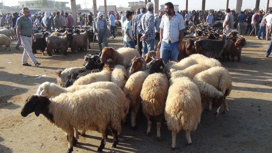 Terör mağdurları ile Suriyeli sığınmacılara 'bin kurban'