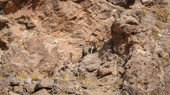 Terörden arındırılan dağlarda yaban hayvanı popülasyonu arttı