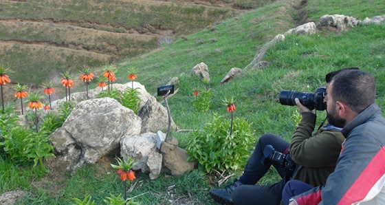 Ters laleleri fotoğraflamak için 2 bin rakımlı dağa tırmanıyorlar