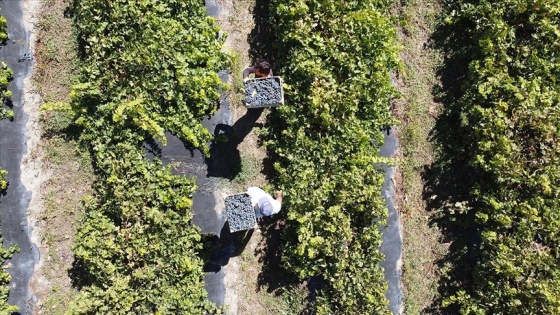 Tescilli &#039;Cimin&#039; üzümünde kuraklığa rağmen verim kaybı yaşanmadı