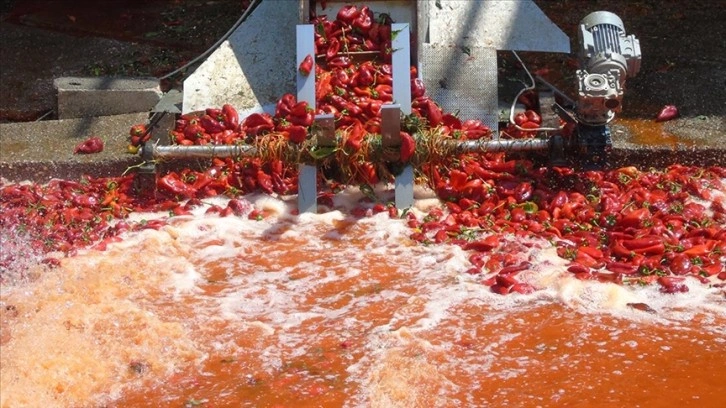 Tescilli İslahiye biberinin salça yolculuğu başladı