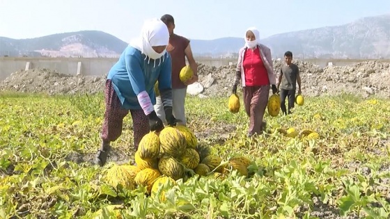 Tescilli Kırkağaç kavunu dış pazara açılıyor