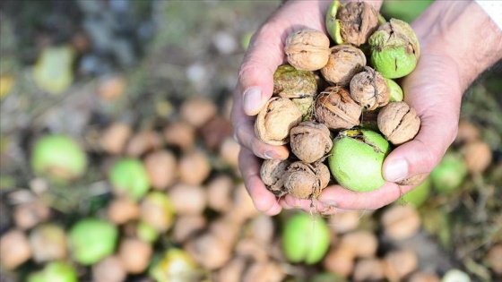 Tescilli 'Şebin cevizi'nde yüksek rekolte