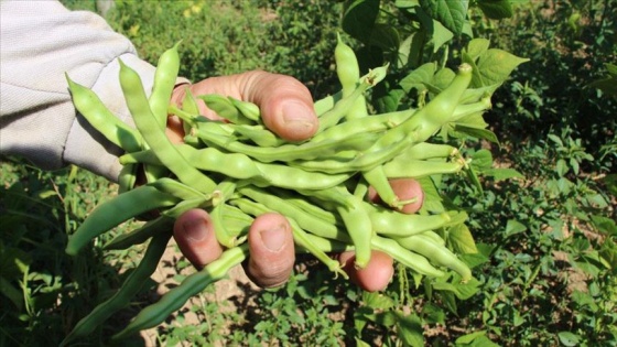 Tescilli ürün 'boncuk fasulye'de hasat başladı