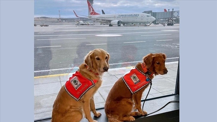 THY, deprem bölgesinde can kurtaran köpekleri 