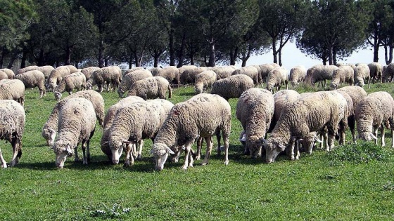 TİGEM'den 'Merinos' açıklaması