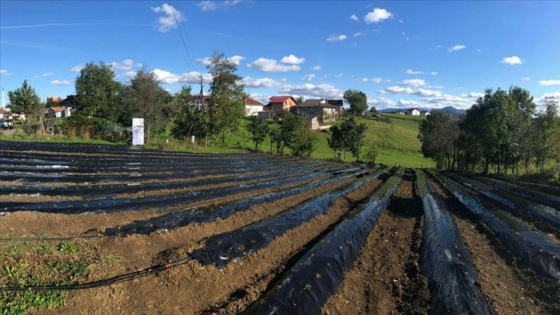 TİKA’dan Bosna Hersek’te çilek yetiştiriciliğine destek