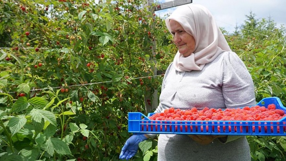 TİKA'nın Sırbistan'daki ahududu çiftliklerinde hasat vakti