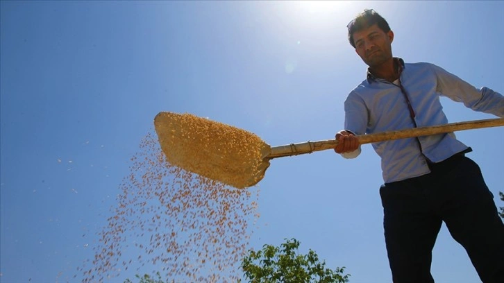 TMO hububat alımını Kurban Bayramı tatili döneminde de sürdürecek