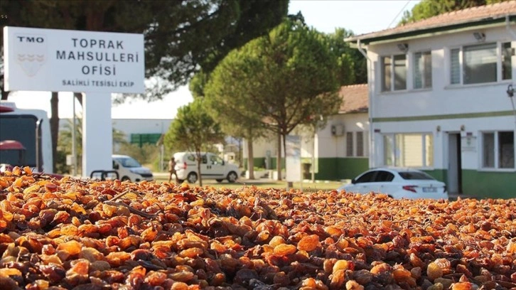 TMO, Manisa'da günlük kuru üzüm alım kapasitesini iki katına çıkarıyor