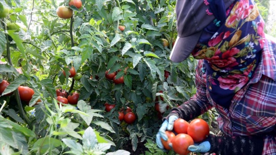 Tokat domatesi ekmek kapıları oldu