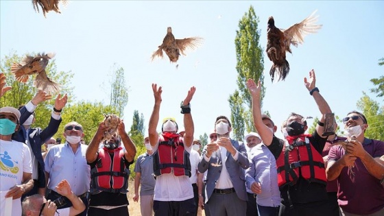 Tokat&#039;ta &#039;kene avcısı&#039; bin keklik ve sülün doğaya salındı