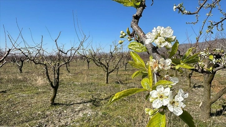 Tokat'ta erken çiçek açan meyve ağaçlarının zirai dondan etkilenmesinden endişe ediliyor