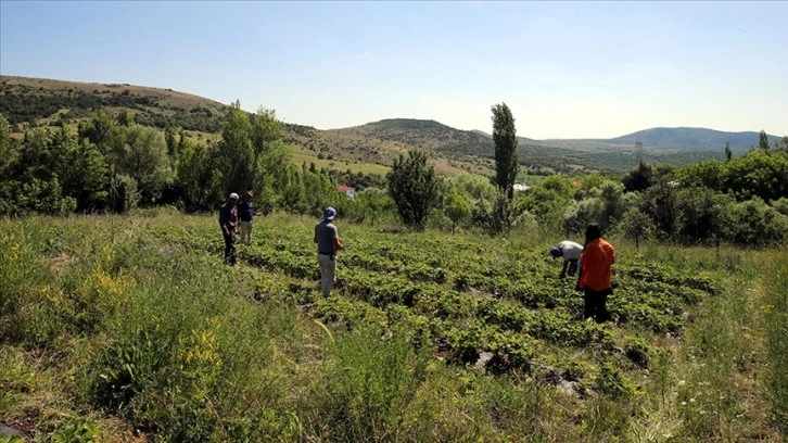 Tokat'ta hibe desteğiyle çilek üretimine başlayan çiftçi, talebe yetişmekte zorlanıyor