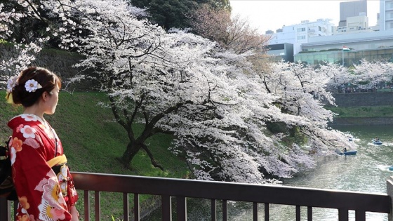 Tokyo'da halk Kovid-19'a rağmen 'sakura' çiçeklerini görmek için parklara akın etti