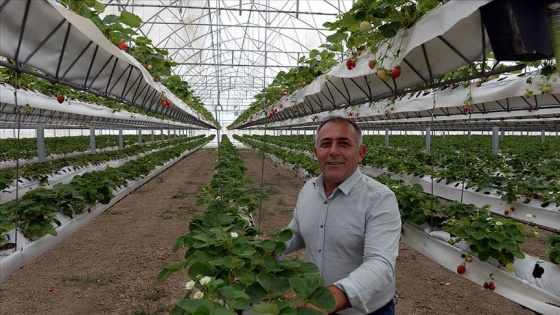 Topraksız serada 110 ton çilek hasat etmeyi bekliyor