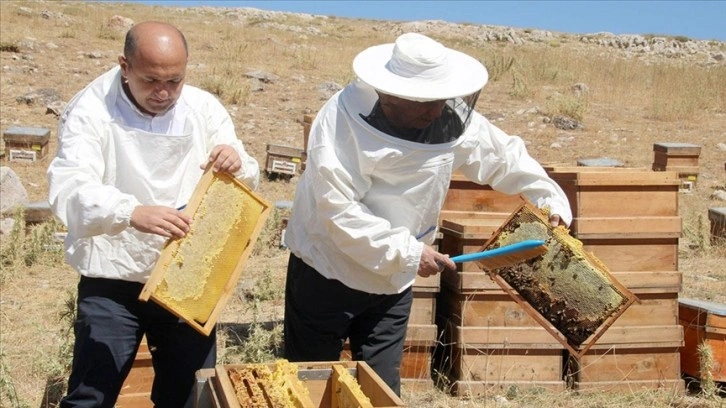 Toros Dağları'nda ödüllü Eğriçayır balının sağımına başlandı