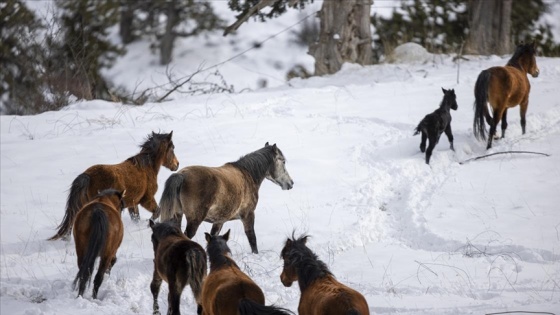 Toroslar'da yabani at popülasyonu artıyor