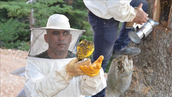 Toroslar'ın 'bal avcıları'