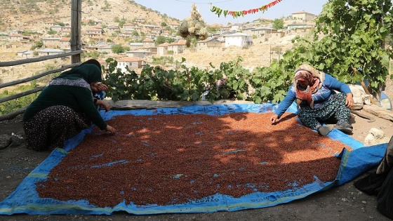 Toroslar'ın sumağı köylü kadınların elinde 