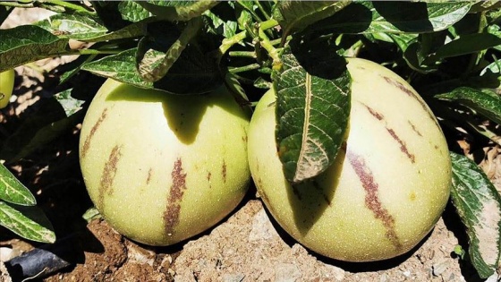 Torosların eteğinde pepino hasadı