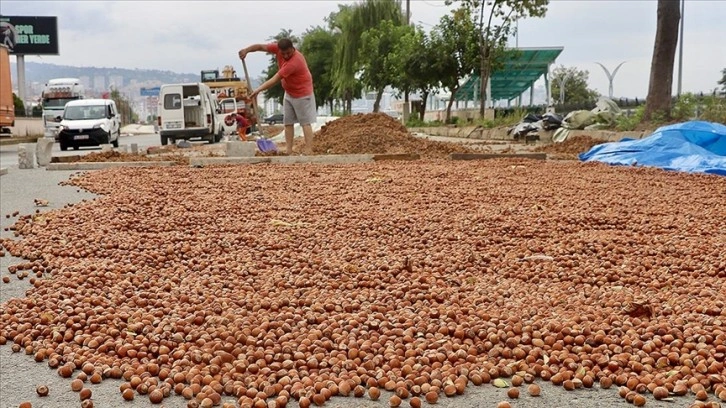 Trabzonlu üreticilerin fındık kurutma mesaisi