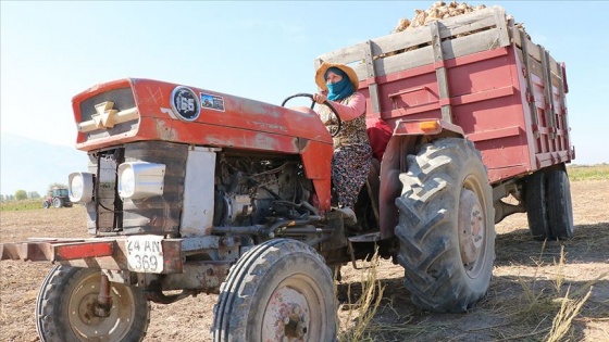 Traktör direksiyonuna geçen kadın çiftçiler pancarın 'tatlı' yolculuğu için mesaide