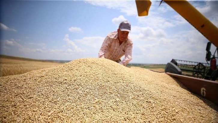 Trakya'da arpa hasadı başladı