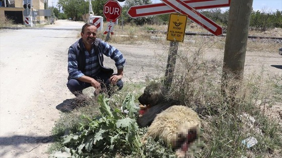 Trenin çarptığı köpek barınağa teslim edildi