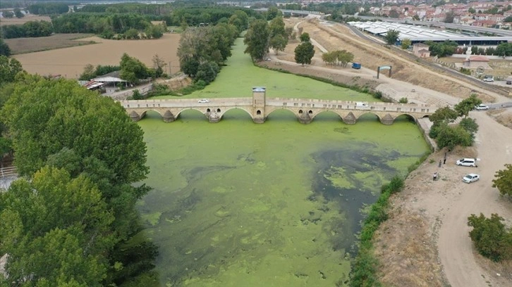 Tunca Nehri'ni "yeşile boyayan" yosun ve su mercimeklerinin yayılımı arttı