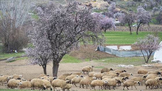 Tunceli'de baharın müjdecisi badem ağaçları çiçek açtı