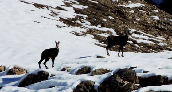 Tunceli’de dağcılar Şamuaları fotoğrafladı