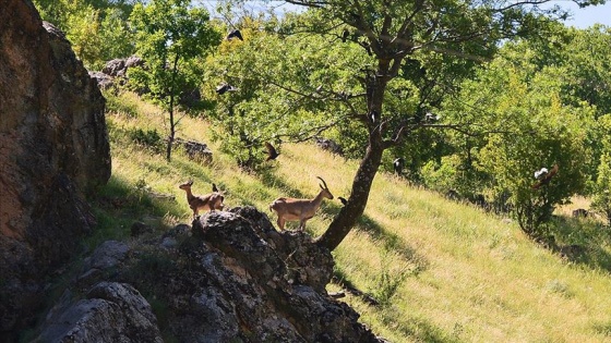 Tunceli'de koruma altındaki yaban keçileri beslenirken görüntülendi