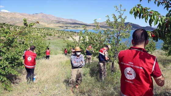 Tunceli'de 'Vefa'lı eller yaşlı vatandaşın kirazlarını topladı