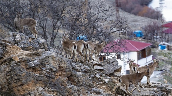 Tunceli'de yaban keçileri yiyecek bulmak için sürü halinde köye indi