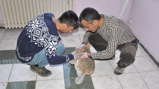 Tunceli'de yaralı toy kuşu bulundu