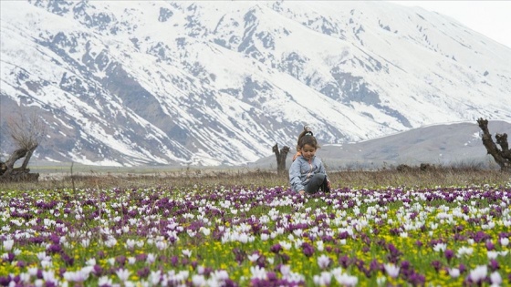 Tunceli'nin ovaları kardelen, nergis ve düğün çiçekleriyle rengarenk oldu