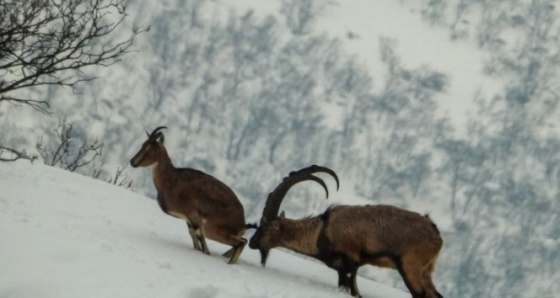 Tunceli’nin yaban hayatından belgesellik görüntüler