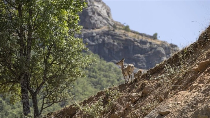 Tunceli'de koruma altındaki yaban keçileri yavrularıyla görüntülendi